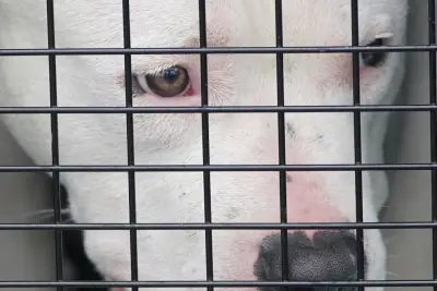 Waldorf man faces animal cruelty, possible dogfighting charges