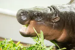 Thailand’s tiny hippo star Moo-deng celebrates 1st birthday