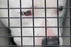 Waldorf man faces animal cruelty, possible dogfighting charges